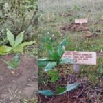 Árboles adoptados