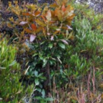 Roble en crecimiento
