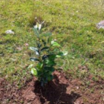 Roble plantado