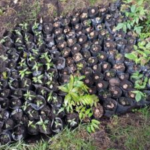 Vivero